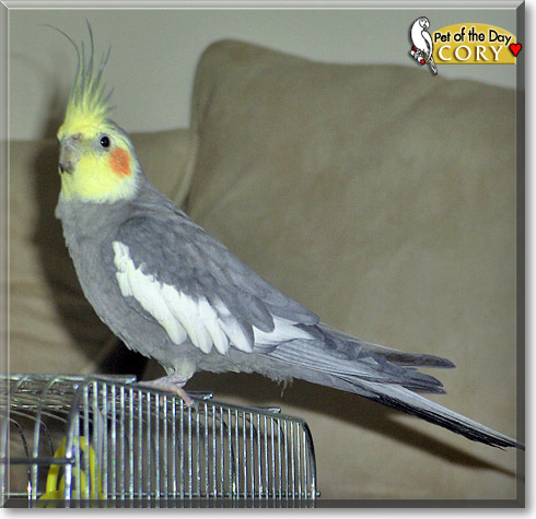 Cory, the Pet of the Day