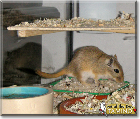 Tamino, the Pet of the Day Tamino, the Pet of the Day
