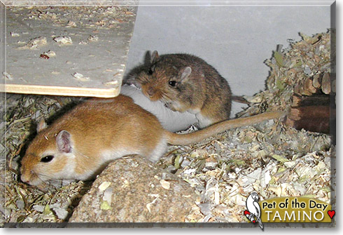 Tamino, the Pet of the Day Tamino, the Pet of the Day