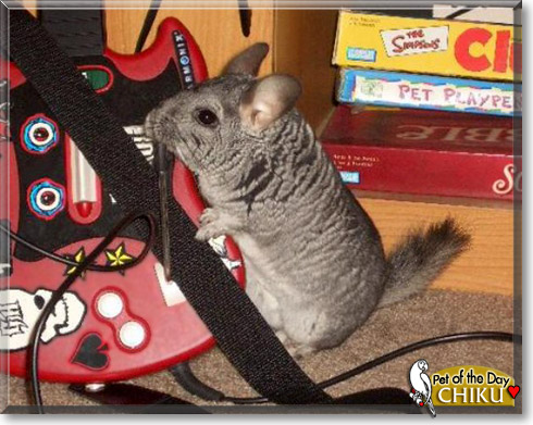 Chiku, the Pet of the Day Chiku, the Pet of the Day
