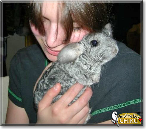 Chiku, the Pet of the Day Chiku, the Pet of the Day