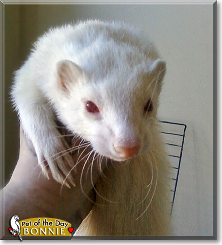 Bonnie, the Pet of the Day Bonnie, the Pet of the Day