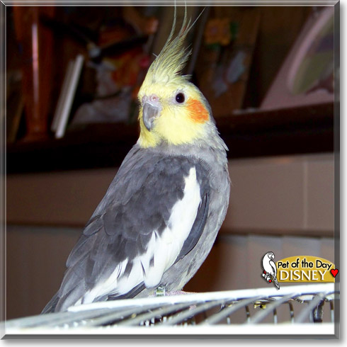 Disney, the Pet of the Day Disney, the Pet of the Day