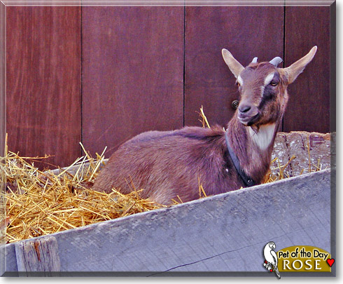 Rose, the Pet of the Day Rose, the Pet of the Day
