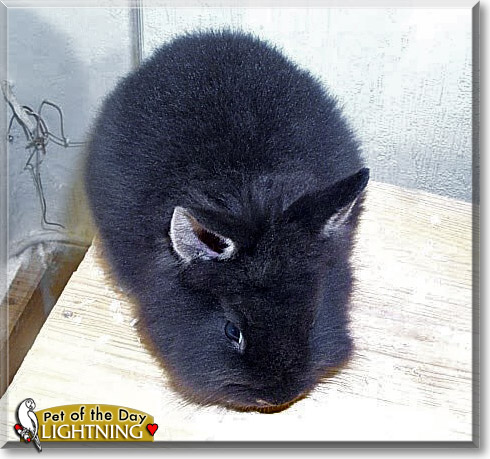Lightning, the Pet of the Day