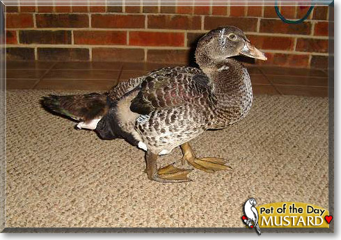Mustard, the Pet of the Day Mustard, the Pet of the Day