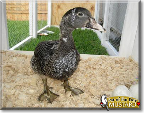 Mustard, the Pet of the Day Mustard, the Pet of the Day