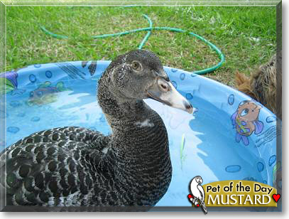 Mustard, the Pet of the Day Mustard, the Pet of the Day