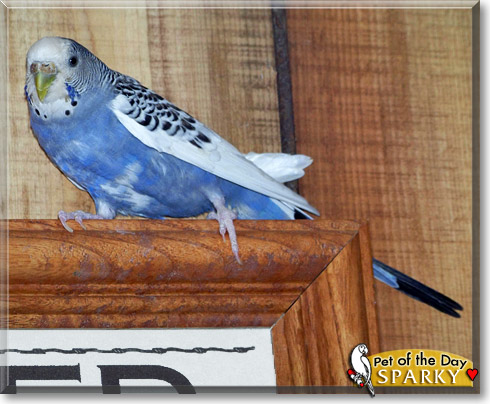 Sparky, the Pet of the Day Sparky, the Pet of the Day
