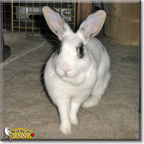 Jenny, the Pet of the Day Jenny, the Pet of the Day