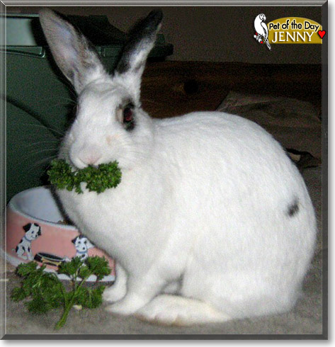 Jenny, the Pet of the Day
