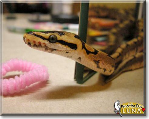 Luna, the Pet of the Day Luna, the Pet of the Day