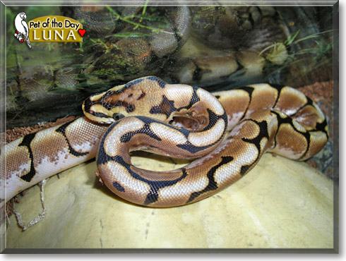 Luna, the Pet of the Day Luna, the Pet of the Day