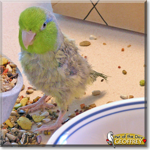 Geoffrey, the Pet of the Day