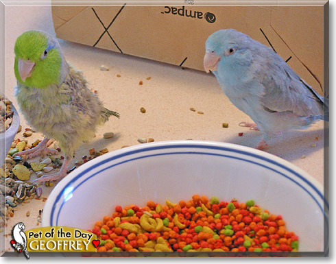 Geoffrey, the Pet of the Day