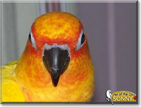 Sonny, the Pet of the Day Sonny, the Pet of the Day