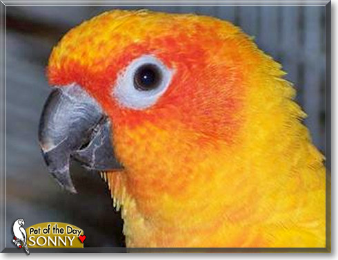 Sonny, the Pet of the Day Sonny, the Pet of the Day