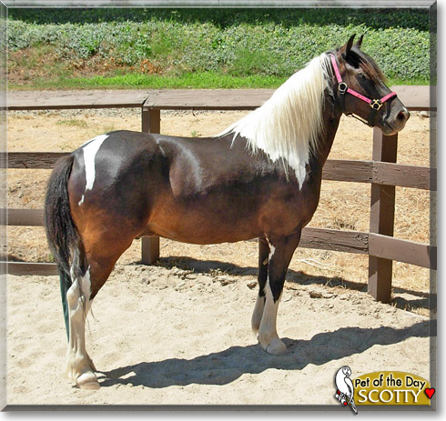 Scotty, the Pet of the Day Scotty, the Pet of the Day