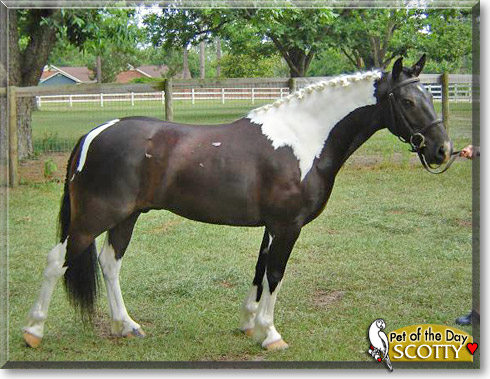Scotty, the Pet of the Day Scotty, the Pet of the Day