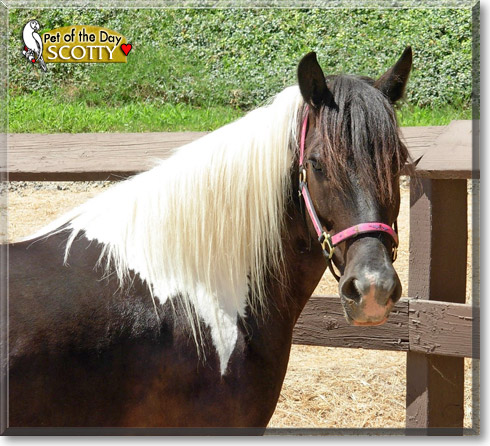 Scotty, the Pet of the Day Scotty, the Pet of the Day