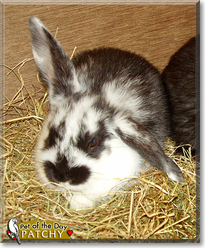 Patchy, the Pet of the Day
