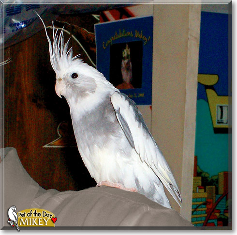 Mikey, the Pet of the Day Mikey, the Pet of the Day