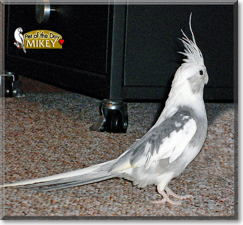 Mikey, the Pet of the Day Mikey, the Pet of the Day