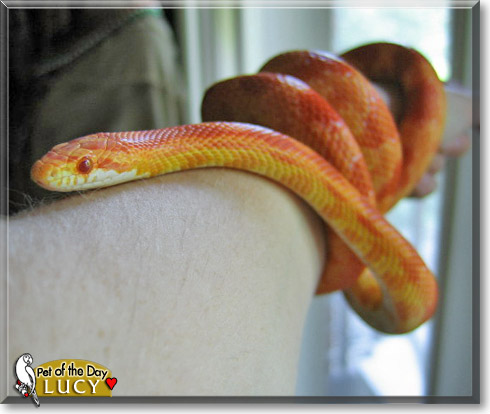 Lucy, the Pet of the Day Lucy, the Pet of the Day