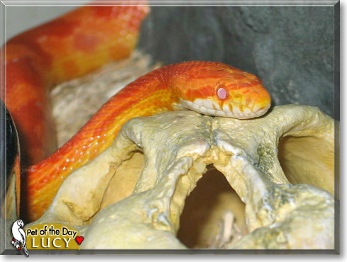 Lucy, the Pet of the Day Lucy, the Pet of the Day