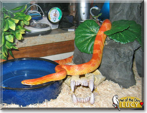 Lucy, the Pet of the Day Lucy, the Pet of the Day