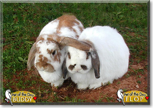Buddy, Flop, the Pet of the Day PorBuddy, Floptos, the Pet of the Day