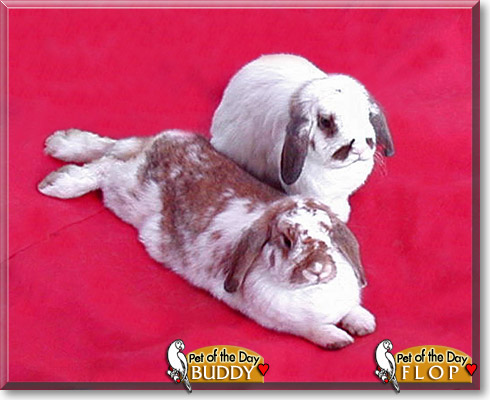Buddy, Flop, the Pet of the Day Buddy, Flop, the Pet of the Day