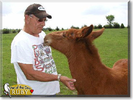 Ruby, the Pet of the Day Ruby, the Pet of the Day