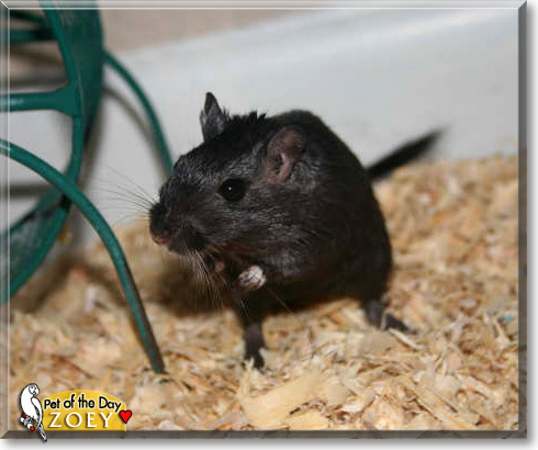Zoey, the Pet of the Day Zoey, the Pet of the Day
