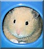 Gibbs the Honey Bear Hamster