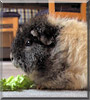 Bibi the Texel Guinea Pig