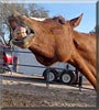 Chula the Appaloosa Horse