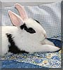 Woody the Dwarf Mix Rabbit