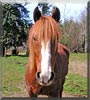 Toby the Haflinger, Morgan