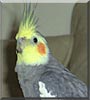 Cory the Cockatiel