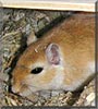 Tamino the Gerbil