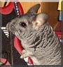 Chiku the Standard Grey Chinchilla