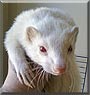Bonnie the Albino Ferret