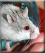 Juliet the Dwarf Hamster