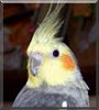 Disney the Cockatiel