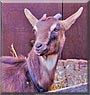 Rose the Nubian Goat