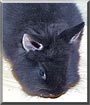 Lightning the Dwarf Rabbit