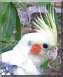 Casey the Pied Cocktiel