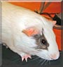 Elvis the Guinea Pig