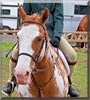 Windy the American Paint Horse